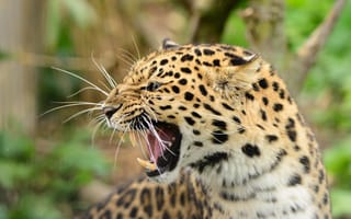 Картинка леопард, злость, угроза, оскал, профиль, пасть, ярость, хищник, морда, рык, клыки, дикая кошка