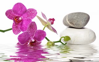 Картинка цветы, вода, спа камни, орхидея