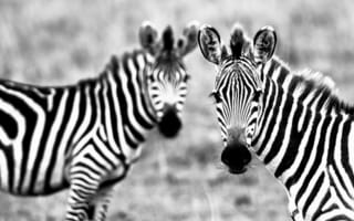Картинка зебры, чёрно, белое, полоски