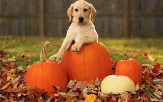 Картинка щенок, листья, labrador retriever, осень, тыквы, pupkin, собака, лабрадор ретривер