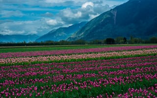 Картинка цветы, снег, clouds, nature, mountain, поле, горы, tulips, пейзаж, landscape, the field, flowers, облака, snow, тюльпаны, природа
