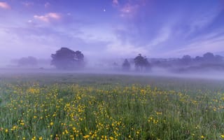 Картинка цветы, рассвет, небо, дымка, Великобритания, поляна, облака, утро, деревья, поле, Англия, туман, луна