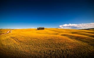 Картинка montalcino, поле, siena, italy, небо, деревья, san quirico d'orcia, природа, лето