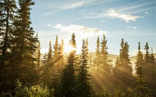 Картинка лес, деревья, лучи солнца, ели