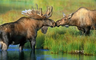 Картинка Аляска, Национальный парк Денали, США, пара, Wonder Lake, трава, лось, река, рога