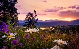 Картинка Британская Колумбия, закат в Kootenays, ромашки, Канада, полевые цветы, люпин, Kootenay National Park