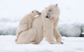 Картинка белые медведи, снег, медвежонок, медведица