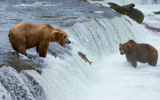 Обои звери, охота, рыба, река, водопад, медведи