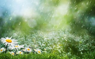 Картинка цветы, капли, трава, ромашки, дождь