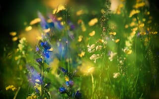 Картинка лето, трава, природа, цветы