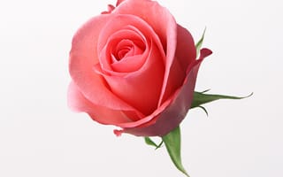 Картинка розы, rose, красная роза