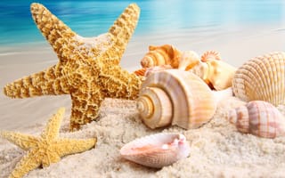 Картинка море, природа, песок, пляж, морская звезда, ракушки