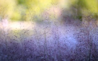 Картинка макро, растения, purple, plants, природа, трава, 2560x1600, фиолет, bushes, кусты, nature, grass, colors, macro, краски