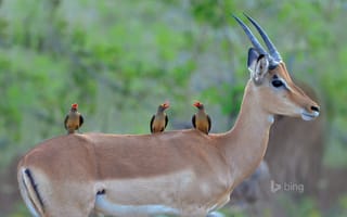 Картинка Африка, цвет, чернопятая антилопа, импала, Kruger National Park, птицы, клюв, ЮАР, рога