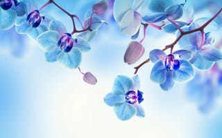 Картинка цветы, орхидея, лепестки, цветение