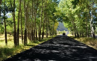 Картинка дорога, деревья, лето