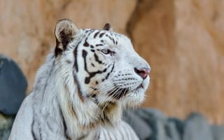 Обои белый тигр, хищник, дикая кошка, морда, профиль