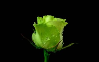 Картинка роза, лепестки, зеленая