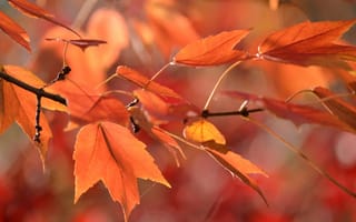 Картинка ветка, паутина, осень, листья