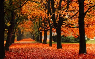 Обои nature Park, природа, парк, fall, листья, trees, осень, leaves, алея, autumn, the alley, листопад, деревья