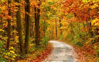 Обои природа, деревья, road, время года, осень, autumn seasons, nature, trees, дорога