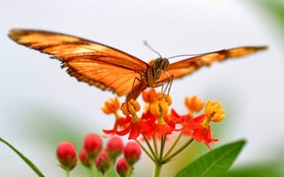 Обои крылья, мотылек, растение, бабочка, листья, цветок