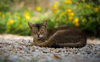 Картинка кошка, камешки, отдых, серо-коричневая, дорожка, взгляд