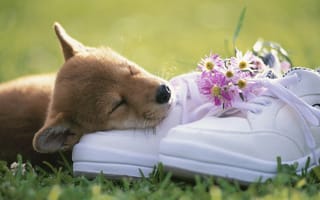 Картинка щенок, обувь, трава, букетик, морда, цветы