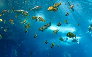 Обои underwater, рыба, под водой, океан, fish, sea, море, ocean