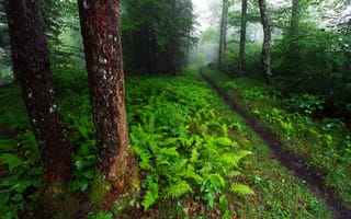 Картинка Северная Каролина, кусты, США, лес, папоротник, деревья, тропинка, зелень, природа