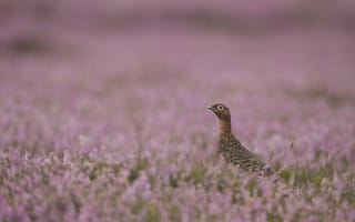 Картинка heather, вереск, шотландская куропатка, purple heather, Red Grouse, фиолетовый вереск