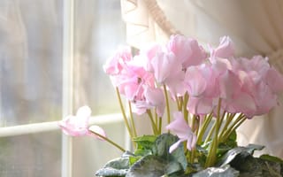 Картинка цветы, цикламен, розовые, дом, окно