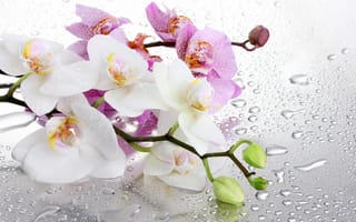 Картинка стекло, капельки, ветки, орхидея, цветы, вода