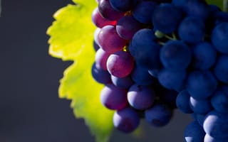 Картинка виноград macro photo, фрукты, природа, fruit, большое разрешение, grape