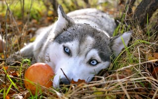 Картинка Сибирский хаски, голубые глаза, яблоко, осень, husky, грустные глаза