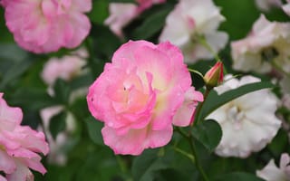 Картинка лето, капли, rose, природа, розы, цветы, бутоны