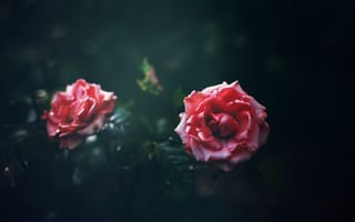 Картинка цветок, темный, роза, dobraatebe, розовый, боке