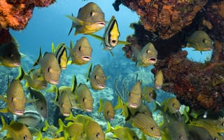 Картинка Подводный мир, рыбки, кораллы, море, тропические рыбы