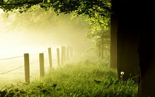Картинка утро, одуванчик, трава, деревья, лес, забор, газон, туман
