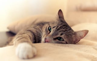 Картинка кошка, глаза, светлый