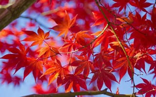 Картинка клен, макро, осень, дерево, листья