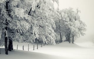 Обои зима, дерево, снег