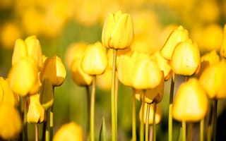 Картинка цветы, сад, tulips, free pictures, огород flowers, природа, photos, тюльпаны