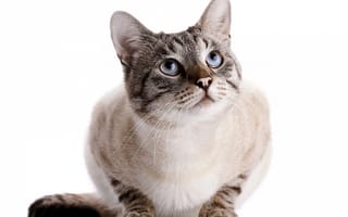 Картинка кошка, белый фон, кот, взгляд