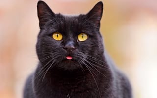 Картинка кошка, морда, чёрный кот, язык, ©Tambako The Jaguar, взгляд