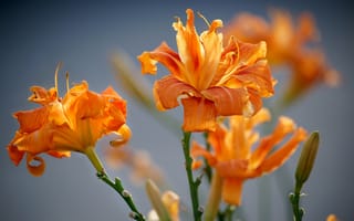 Картинка серый, огонь, жемчужный, Кот Москвы 495, лилии, огненный, Рыжий растрёпа, лилейник