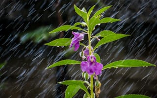 Обои макро, дождь, листья, капли, цветок, растение