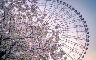 Картинка цветы, дерево, колесо обозрения, атракцион, весна