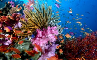 Картинка рыбы, кораллы, риф