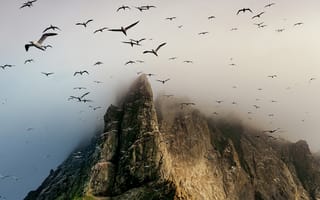 Картинка Boreray Island, St. Kilda archipelago, птицы, гора, скала, Scotland